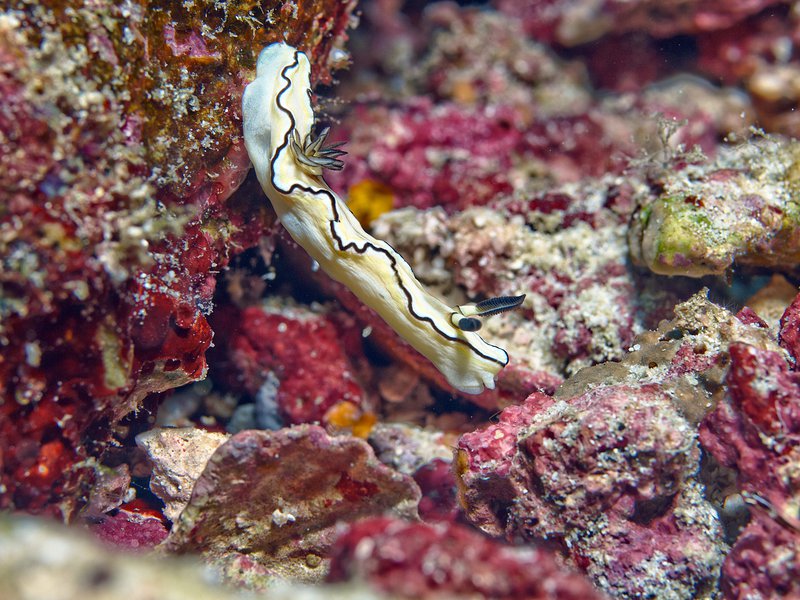 Nudibranch, Seulako Cave